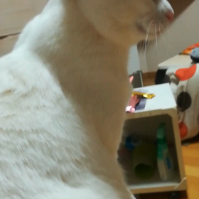 うたちゃんの画像