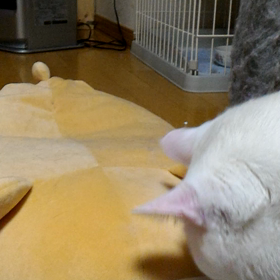 リラクマ災難の画像
