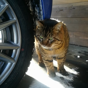 強面くんの画像