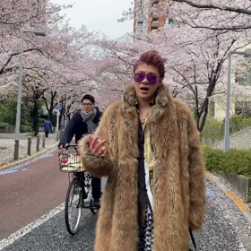 六本木ヒルズの桜1の画像