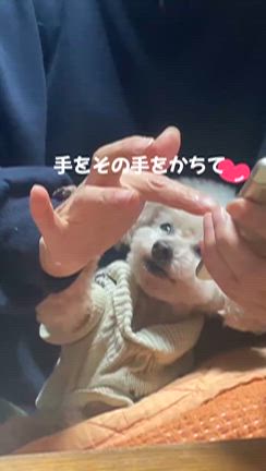 我が家の愛犬ふわりさんの記事動画