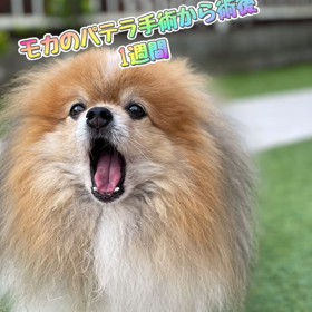パテラ術後　グレード４　の画像