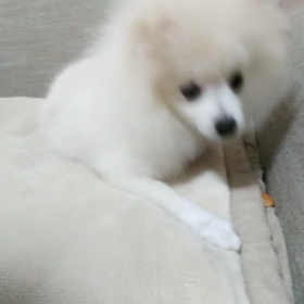 おやつを隠すリクちゃん。の画像