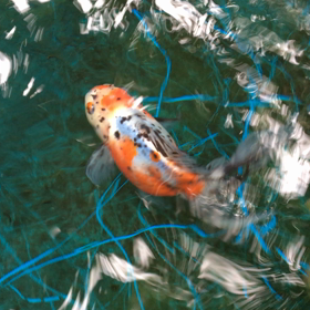 ボスアズマをソロでの画像