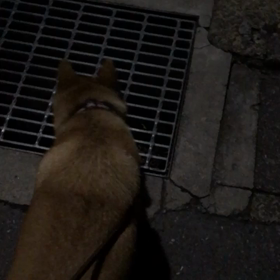 ケリ散歩67 ＊冬臭＊の画像