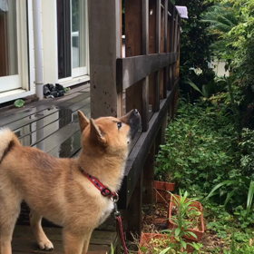 水もしたたるの画像