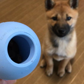 暇人(ひまんちゅ)の画像