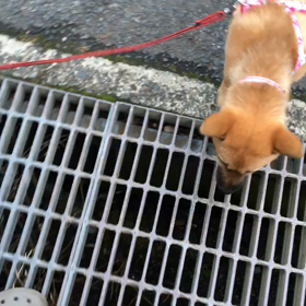 ケリ散歩5 ＊跳べ！＊の画像