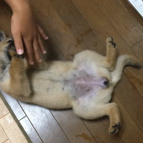 同胎の画像