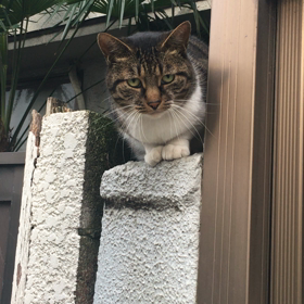 ネコ！の画像