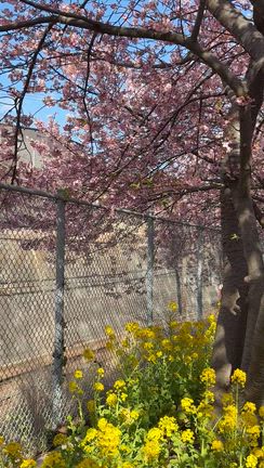 連休に河津桜を見に行ってきましたの記事動画