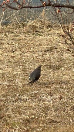白鳥を見に行ってきましたの記事動画