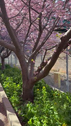 連休に河津桜を見に行ってきましたの記事動画