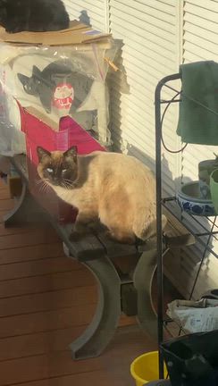 バイバイ、シャム猫ちゃんの記事動画