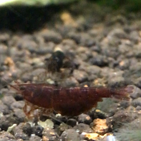 えにしえびアクアライフ日記の画像