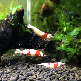 レッドビーシュリンプ抱卵の画像