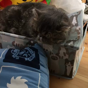 かまってちゃんの画像