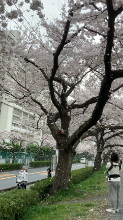 寅年は決断の年✨赤い月は新しい展開と流れ✨お花見とライブで感じる直感と一歩踏み出す大事さ✨の記事動画