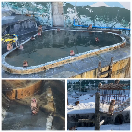 函館の湯の川温泉で猿の温泉を見て感じた事✨の記事動画