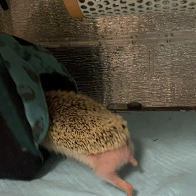 デブエットの画像