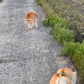 対決！！の画像
