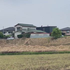 キーキー鳴く鳥の画像