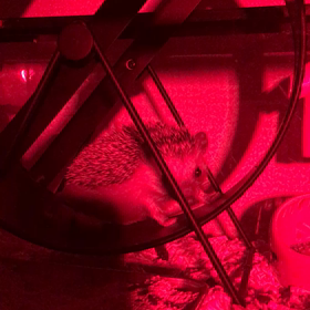 ひめちゃんの画像