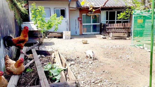 熊野市 Iru-Cafe&amp; Stained glass Atelier GITA 」の記事動画