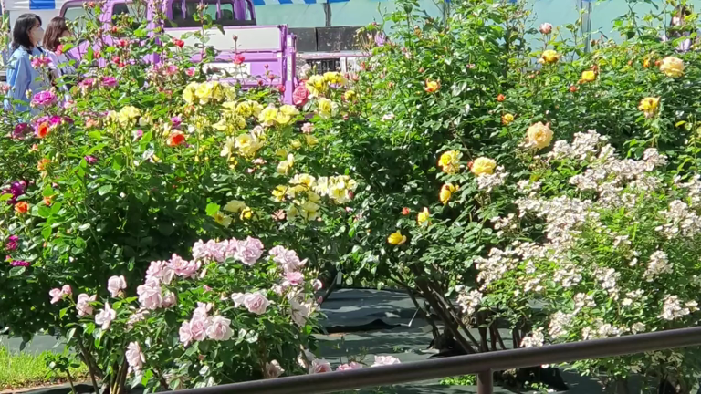 薔薇たちの美しい姿を満喫いつまでもの記事動画