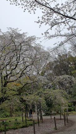 六義園の枝垂れ桜鑑賞の記事動画