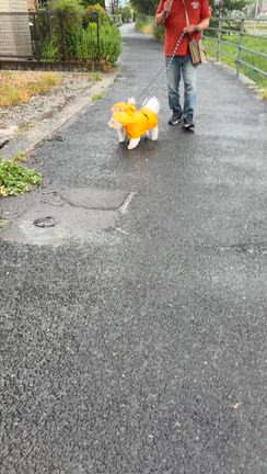 2人の雨対策╰(*´︶`*)╯の記事動画