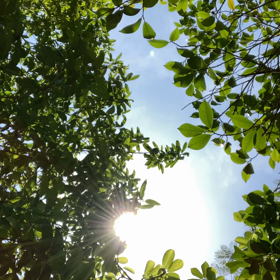夏日やん！の画像