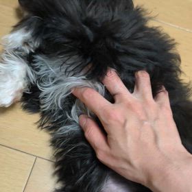 ボサボサモップU^ｪ^Uの画像