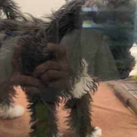 チャイクレ(人 •͈ᴗ•͈)の画像