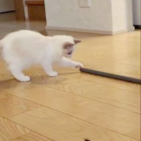 動物④の画像