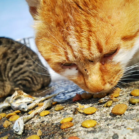 野良猫動画。の画像