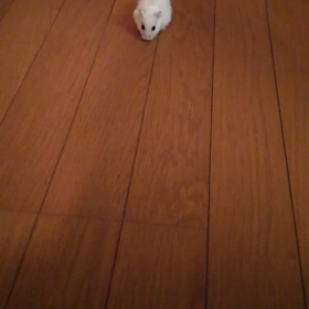 戸惑うおもち。の画像