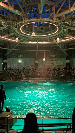 【都会で癒される】仕事帰りに、水族館＠品川でイルカショーを堪能しましたの記事動画
