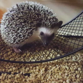 生後50日の画像