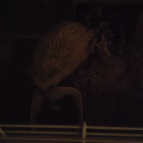 まるこお尻かわいいの画像