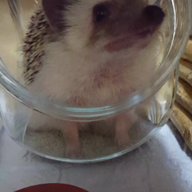 ぐりたんかわいいの画像