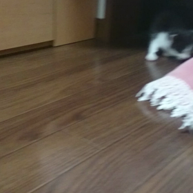 ヨチヨチ歩きの画像
