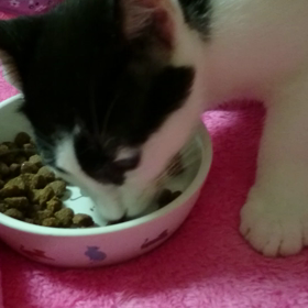 動画ばーじょんの画像