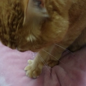 もみもみの画像