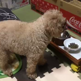 逆くしゃみの画像