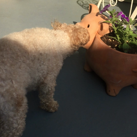 ブタVSトラの画像