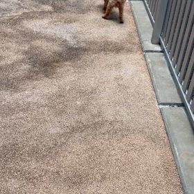 治験　犬のPD-1 ④の画像