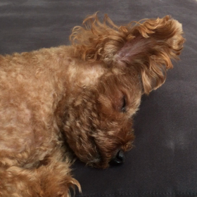 ビックリ（≧∇≦）の画像