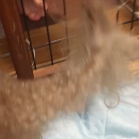 トラの尻尾の画像