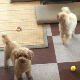 遠吠えは出来ませんが‥の画像